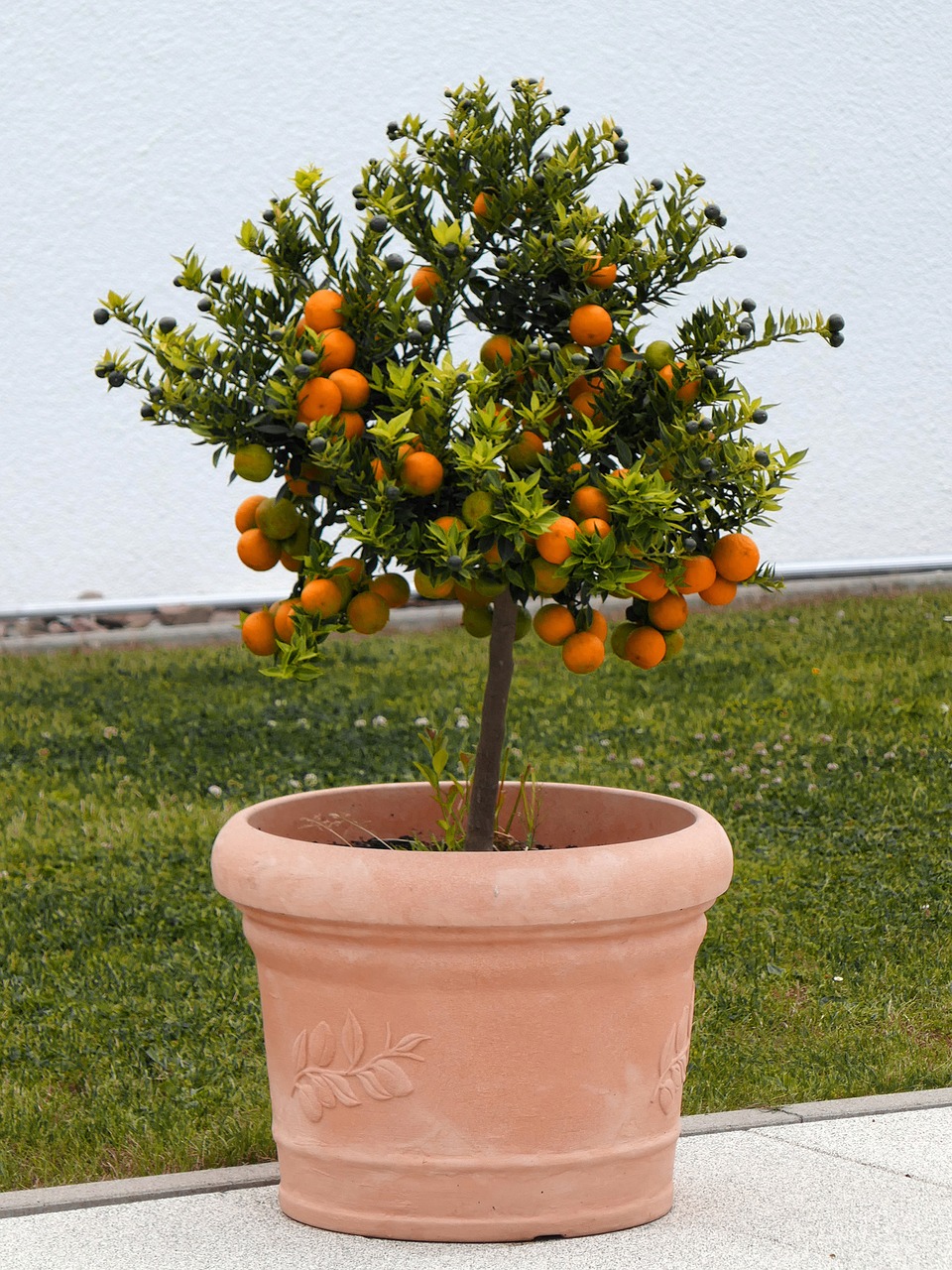 Drzewka owocowe mini – hit na balkony i tarasy