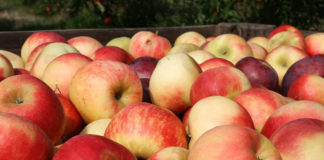 Jak wybrać skrzynie na jabłka, które ograniczą ich uszkodzenia