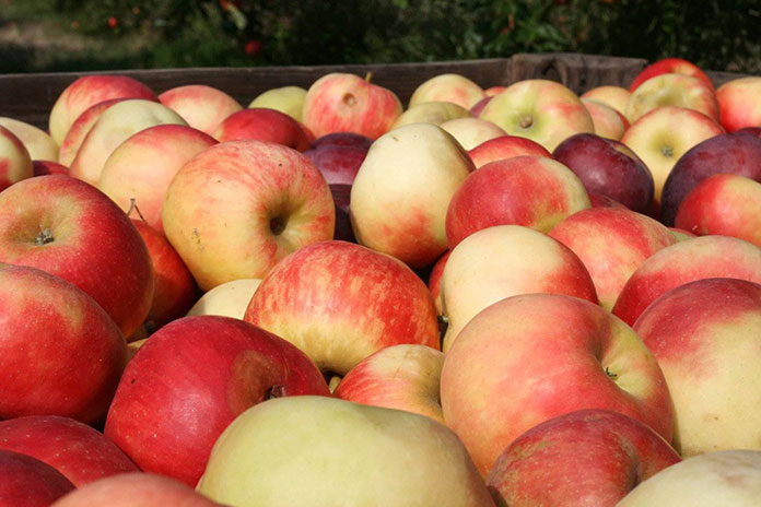 Jak wybrać skrzynie na jabłka, które ograniczą ich uszkodzenia