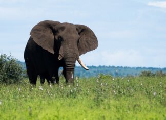 Wyprawa na Safari Wyprawa na Safari
