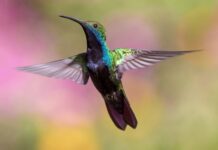 Na czym można latać bez uprawnień?