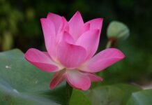 Jak się mówi po angielsku ciocia?