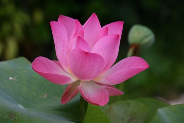 Jak się mówi po angielsku ciocia? Jak się mówi po angielsku ciocia?