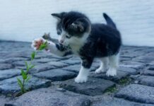 Jak nazywa się kamień do ostrzenia narzędzi?