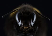Czy Hummel to dobra firma?
