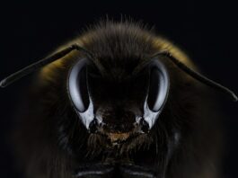 Czy Hummel to dobra firma?