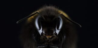 Czy Hummel to dobra firma?
