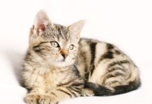 Po co są paski na siłowni?