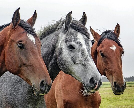 Co najbardziej lubią konie?